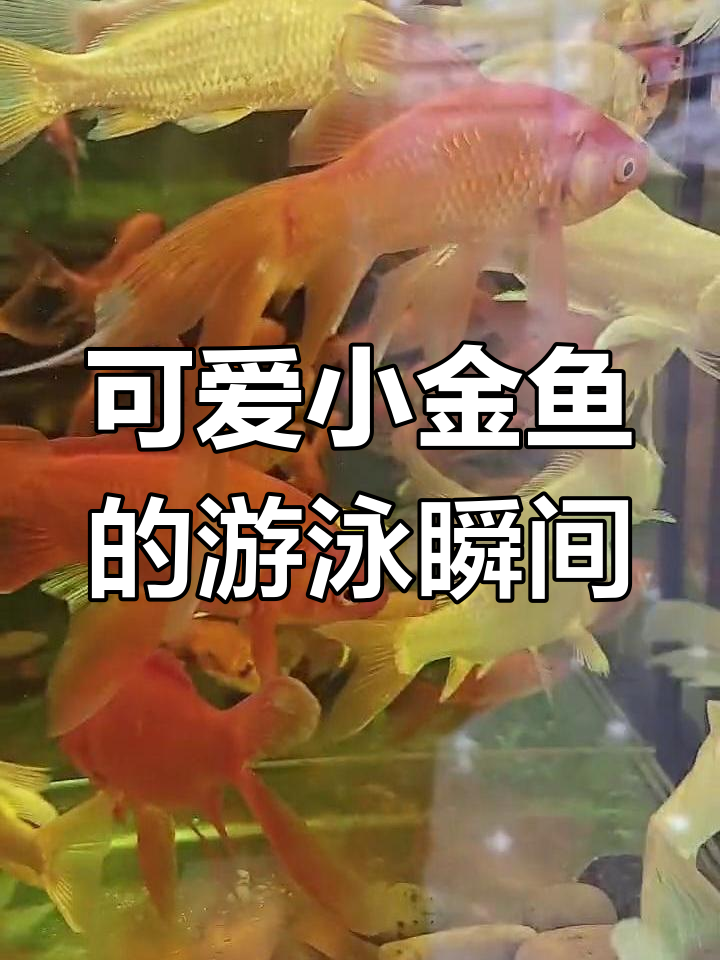 小金鱼在水中自由游动,展现美丽身姿
