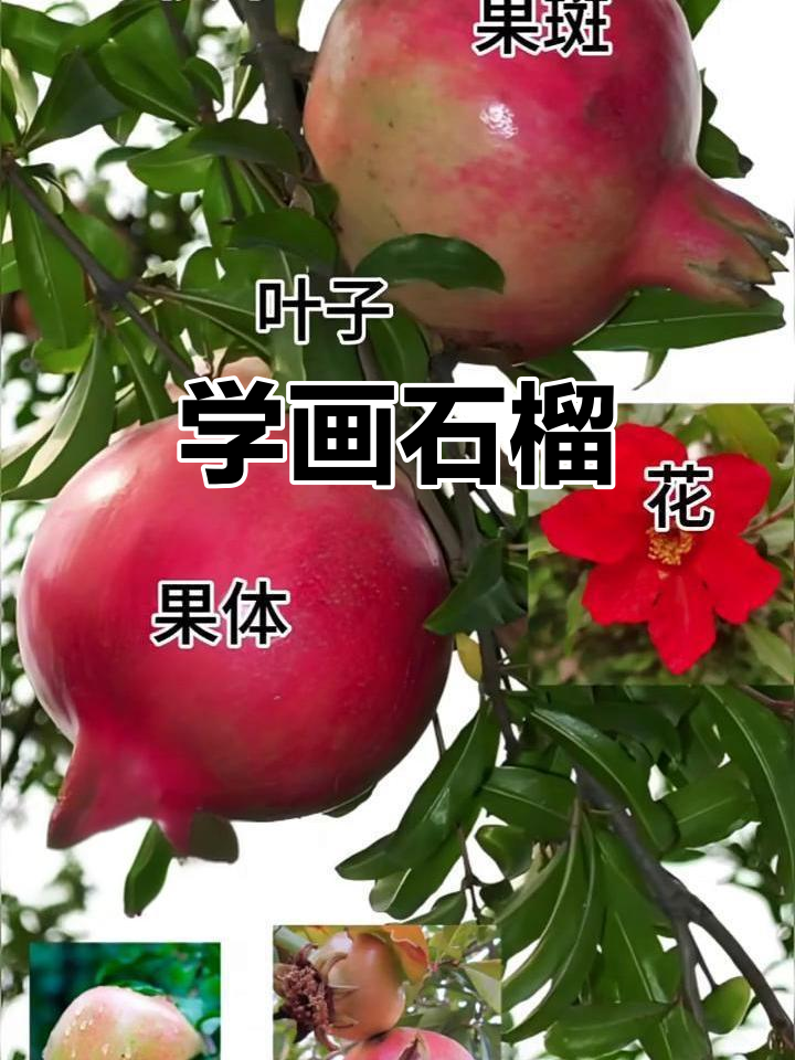 跟朱朱老师学国画:石榴的绘制技巧与步骤