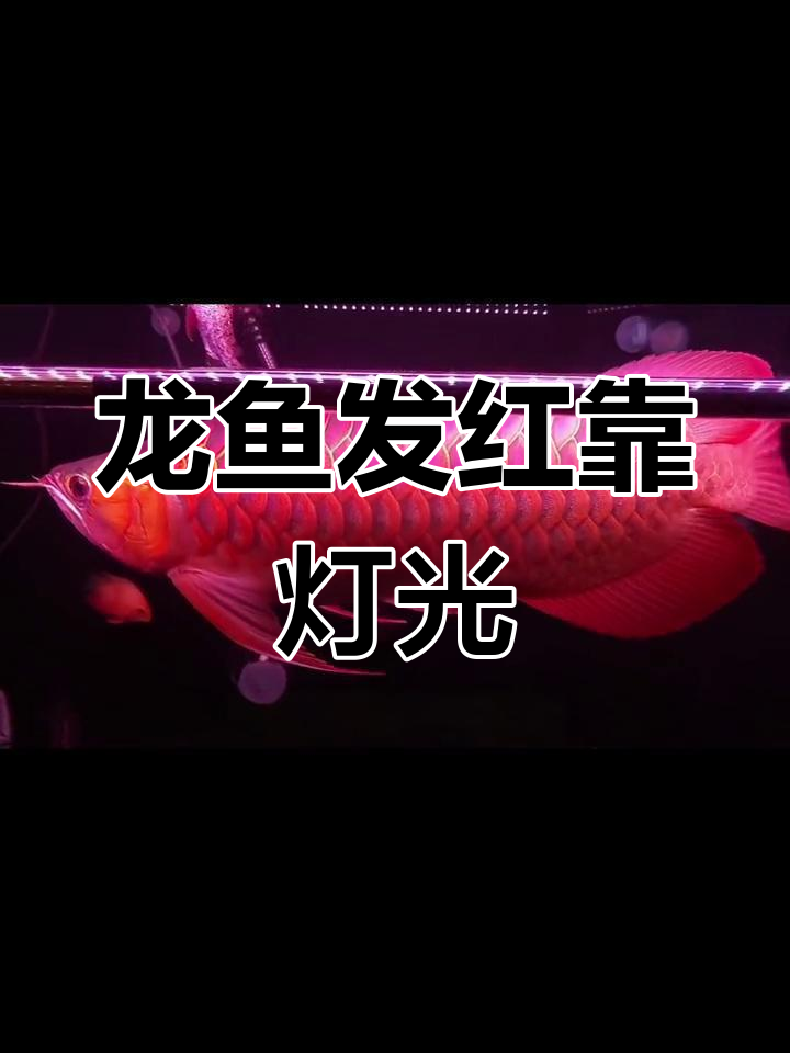 龙鱼发色真相:侧灯才是关键