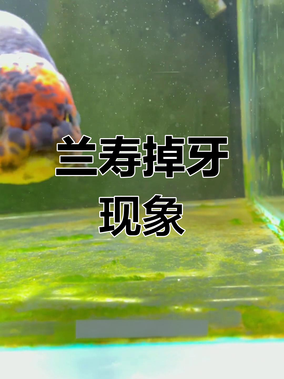 兰寿金鱼换牙季,牙齿掉落要注意