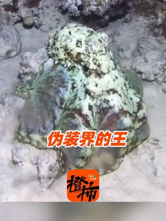 章鱼在海底大秀隐身术，瞬间与环境融为一体