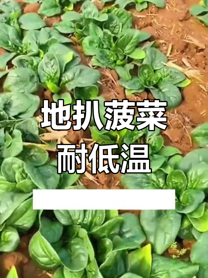 耐寒菠菜品种推荐,冬季口感更佳