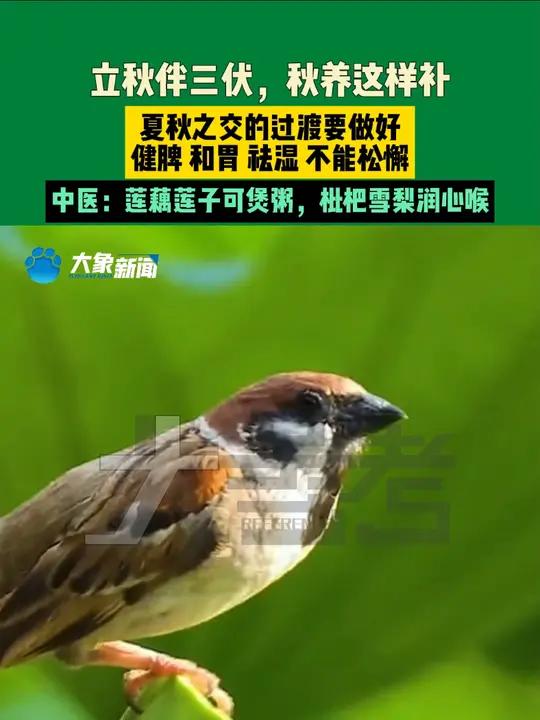 8月7日,河南郑州(发布)立秋伴三伏,秋养这样补。夏秋之交过渡要做好,健脾和胃祛湿不能松懈