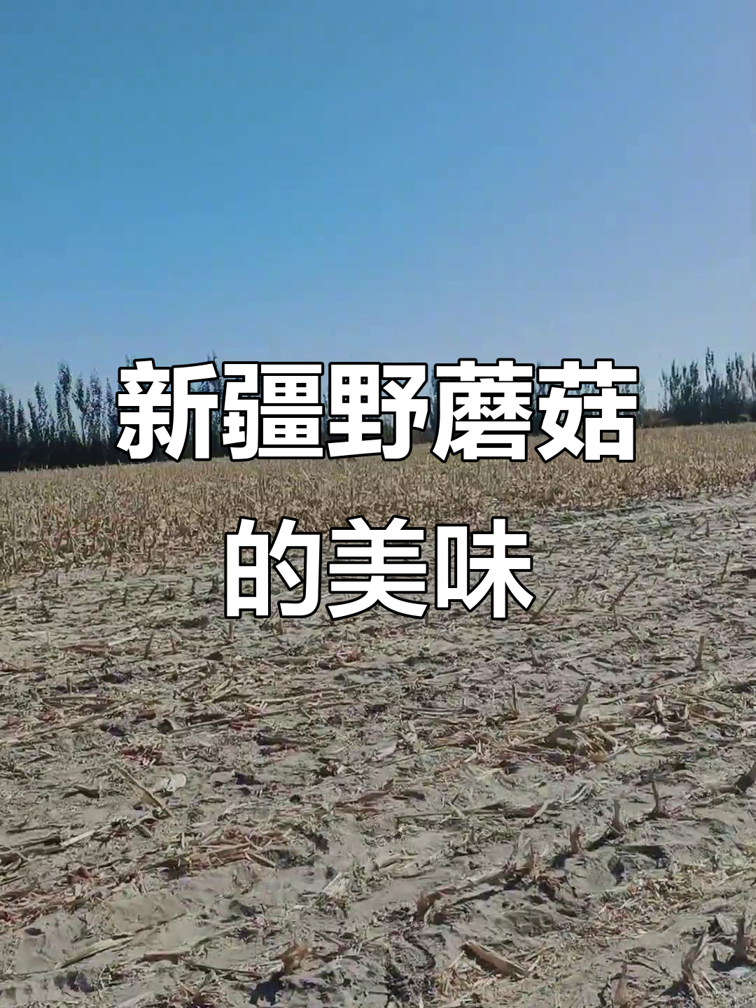 新疆乡村的野生蘑菇,鸡腿菇的味道让人怀念