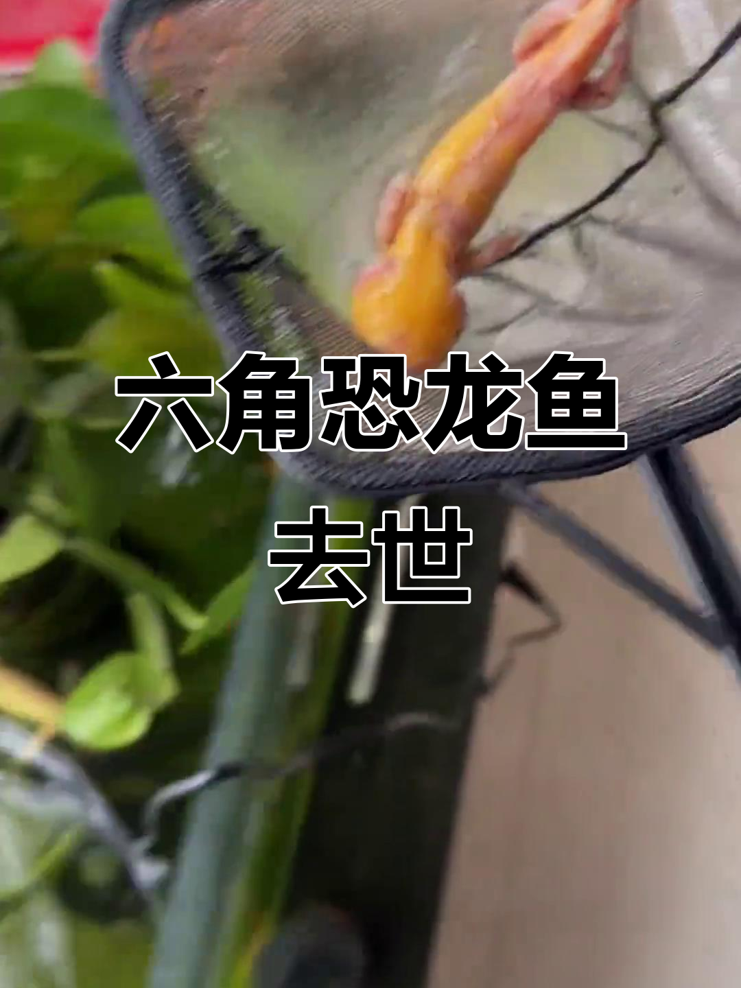 金色六角恐龙鱼突然死亡,其他鱼儿安然无恙