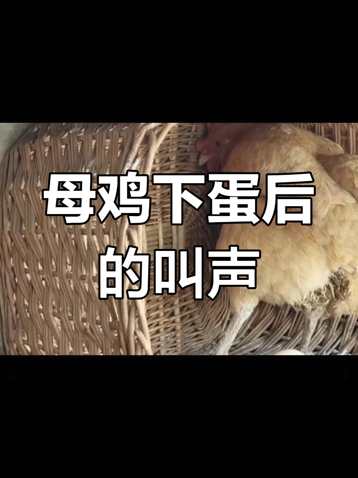 母鸡下蛋后为何叫个不停