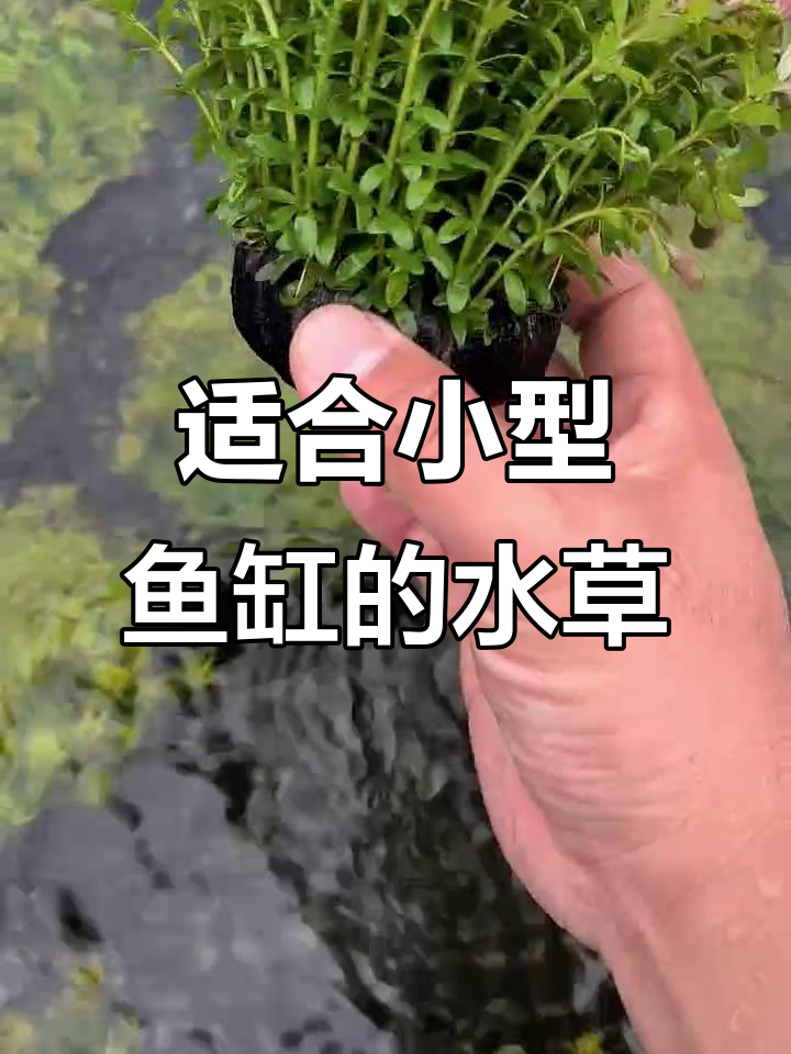 小型鱼缸必备水草,轻松打造自然景观