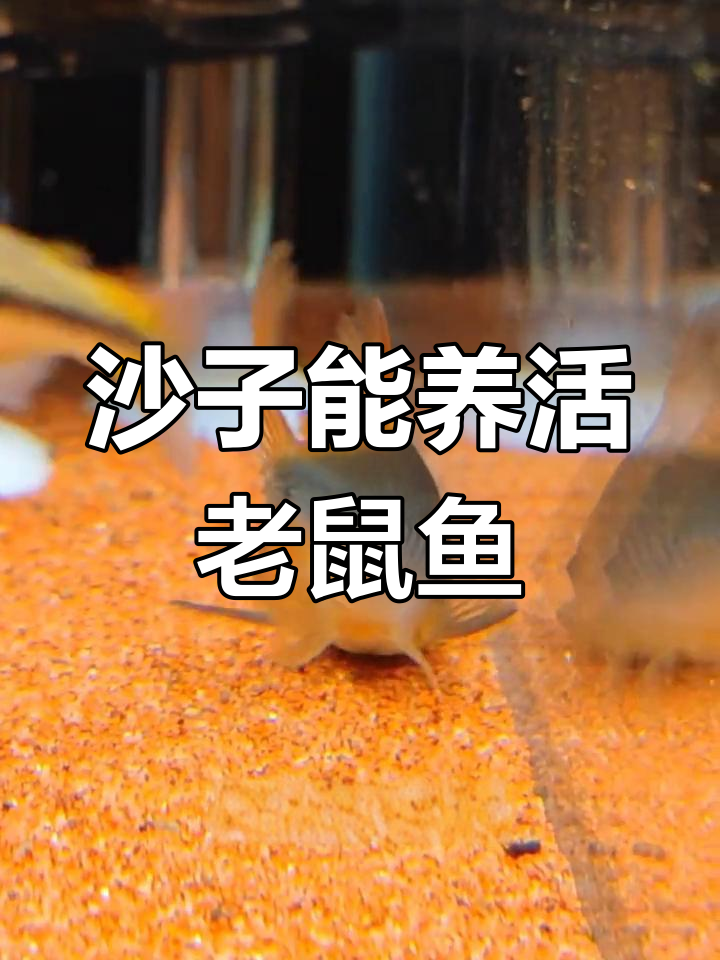 沙子对老鼠鱼的影响