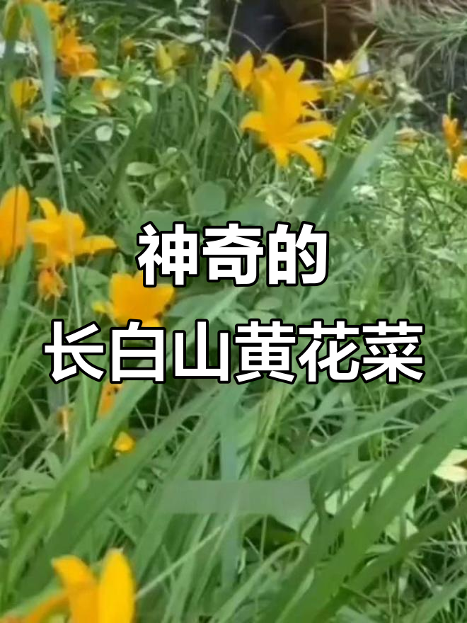 长白山黄花菜:古老的山珍,现代的健康良方