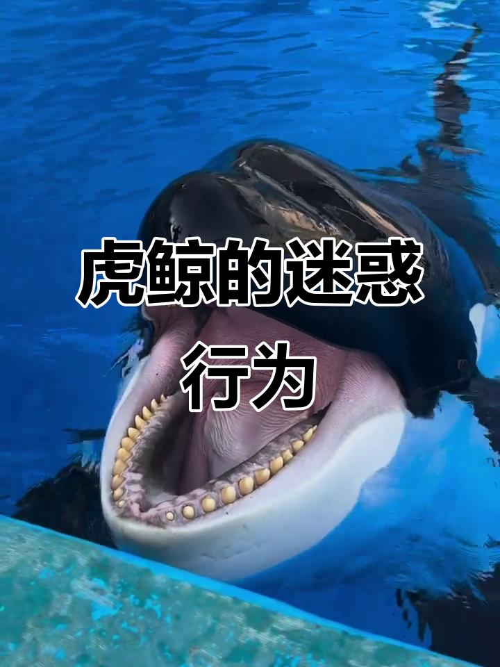 虎鲸吃鱼,简单粗暴!它到底有多帅?