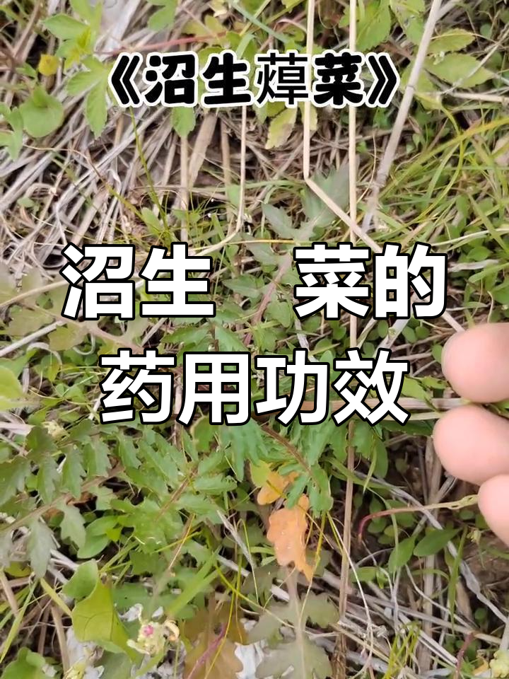 水荠菜的独特药用价值