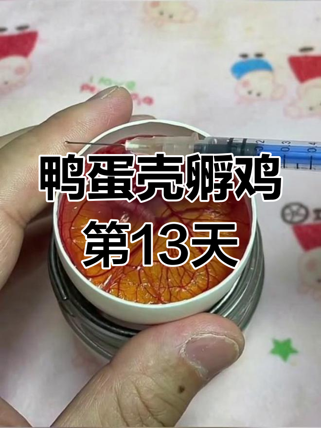 鹅蛋壳孵化小鸡实验,13天发育过程揭秘