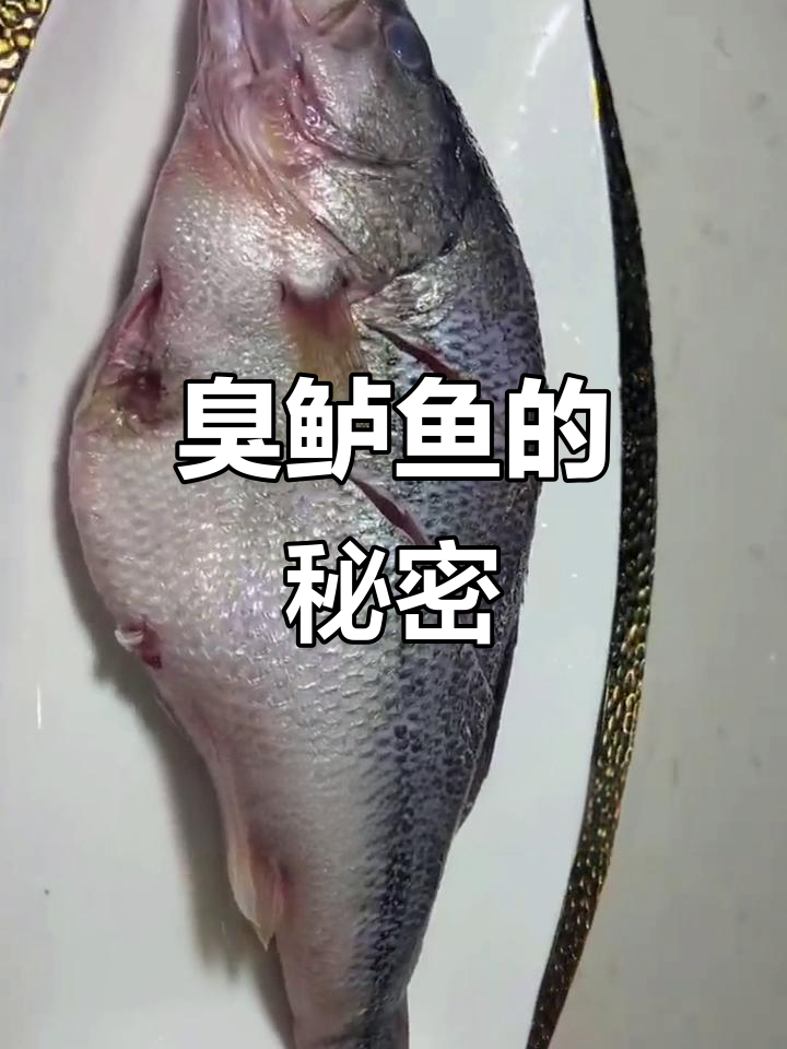 湘菜必点臭鲈鱼,轻松做美味,厨房小白也能变高手!