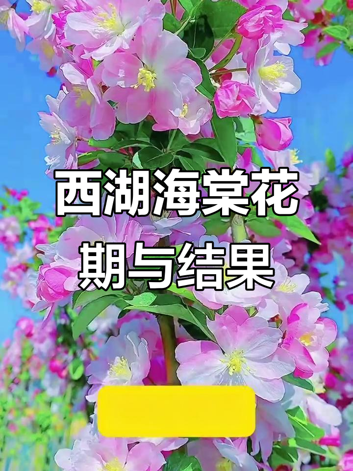 西湖海棠:二月到五月盛开,八月九月结出丰硕果实