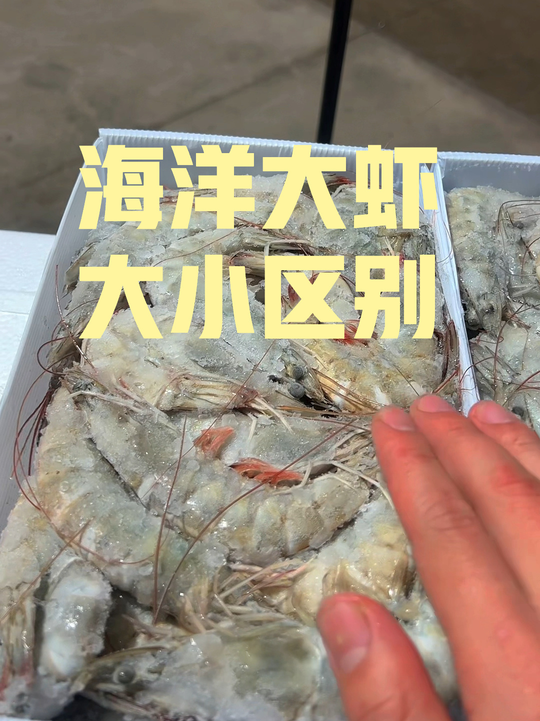海洋大虾大小区别两种规格