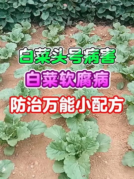 白菜头号病害白菜软腐病防治万能小配方