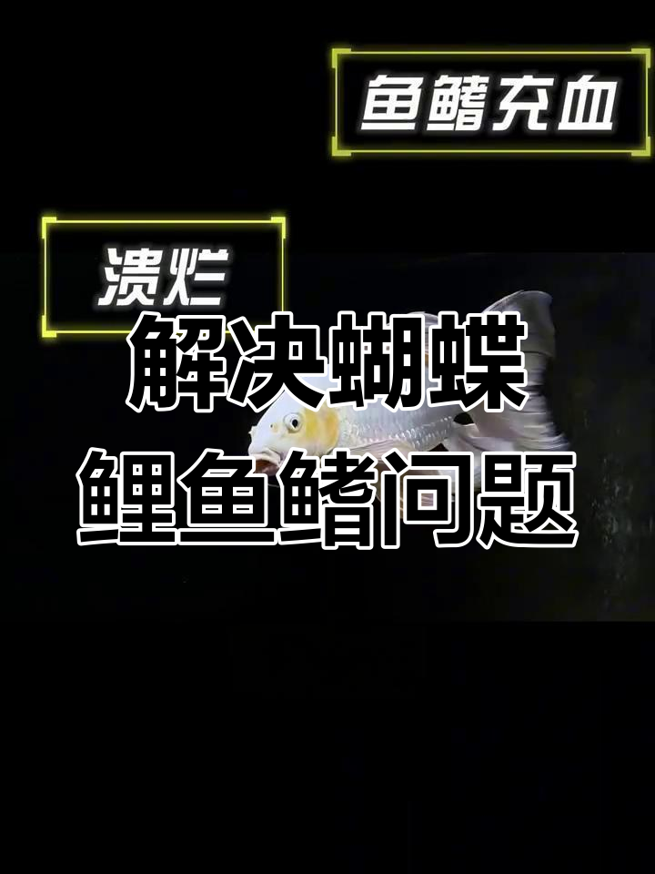 蝴蝶鲤鱼鳍充血与溃烂的原因及应对方法