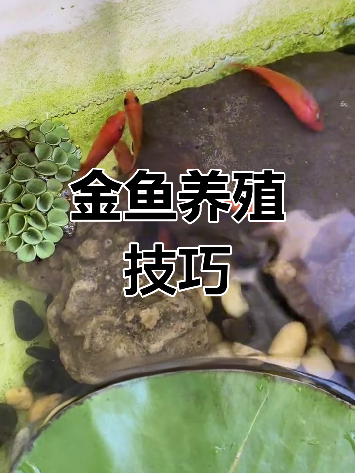 如何正确饲养金鱼