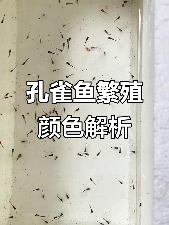 公母孔雀鱼颜色差异揭秘,谁决定小鱼的颜色?