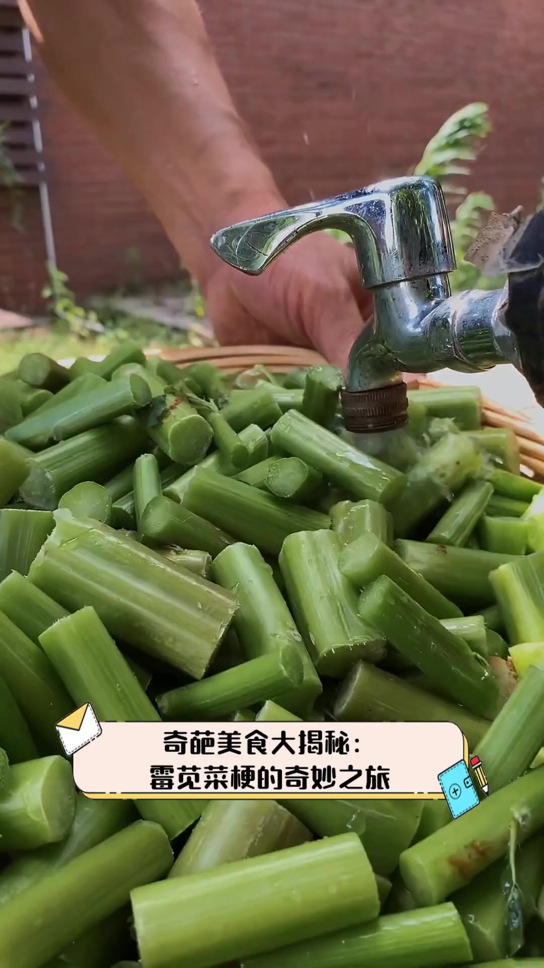 奇葩美食大揭秘:霉苋菜梗的奇妙之旅