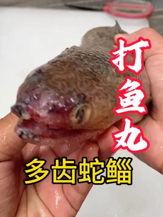 梭鱼打鱼丸,南方叫做“那哥鱼”鱼不是很贵,鱼丸贵的主要是功夫,北方一般晒干炸着吃,刺多。海