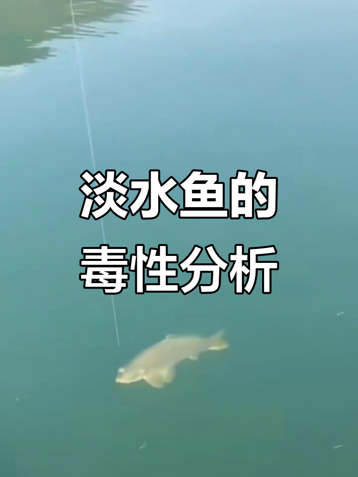 淡水鱼中的“毒物”大揭秘，这些你了解吗？