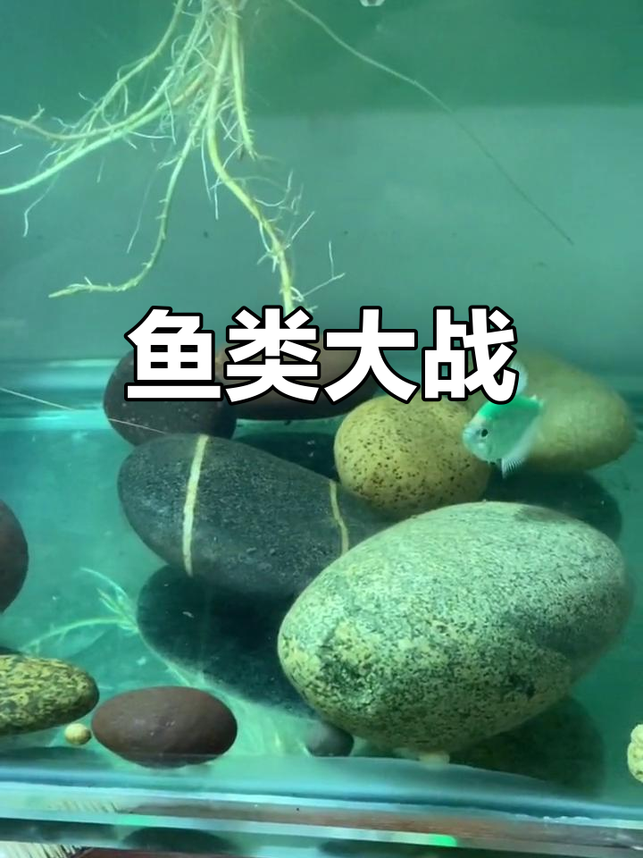 曼龙鱼疯狂捕食,鳑鲏也不放过小鱼,生态失衡太可怕!