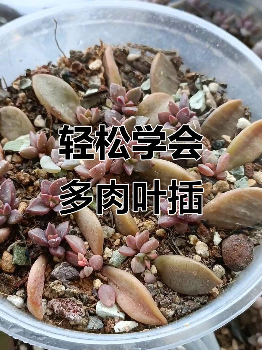 多肉叶插技巧大揭秘，快速扎根生长全攻略
