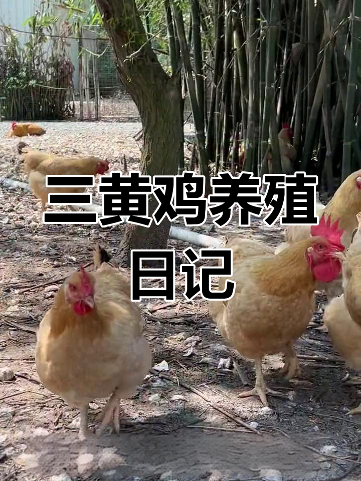广东三黄鸡的成长之路:从孵化到饲养全过程
