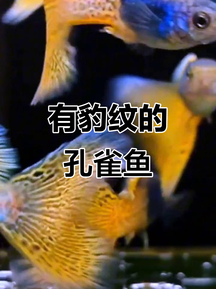 豹纹孔雀鱼霸气十足,独特魅力让人惊艳