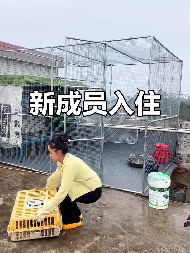 野山鸡意外加入,隔离几天后才能和其它动物一起生活