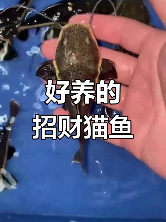 招财猫鱼:易养不挑食,适合混养
