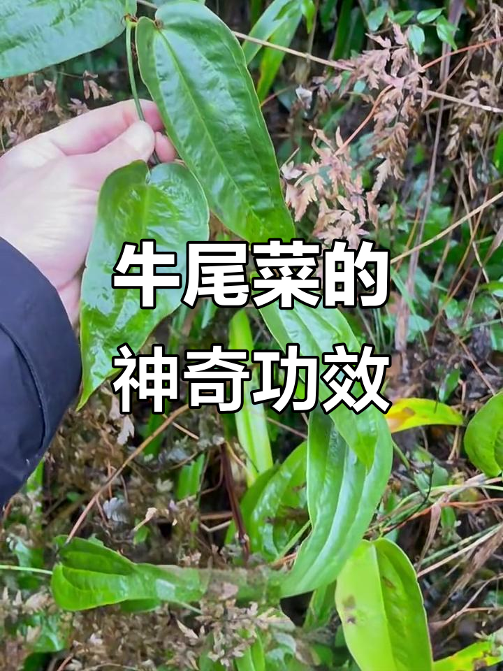 牛尾菜:祛风活络,补气活血的野菜良药