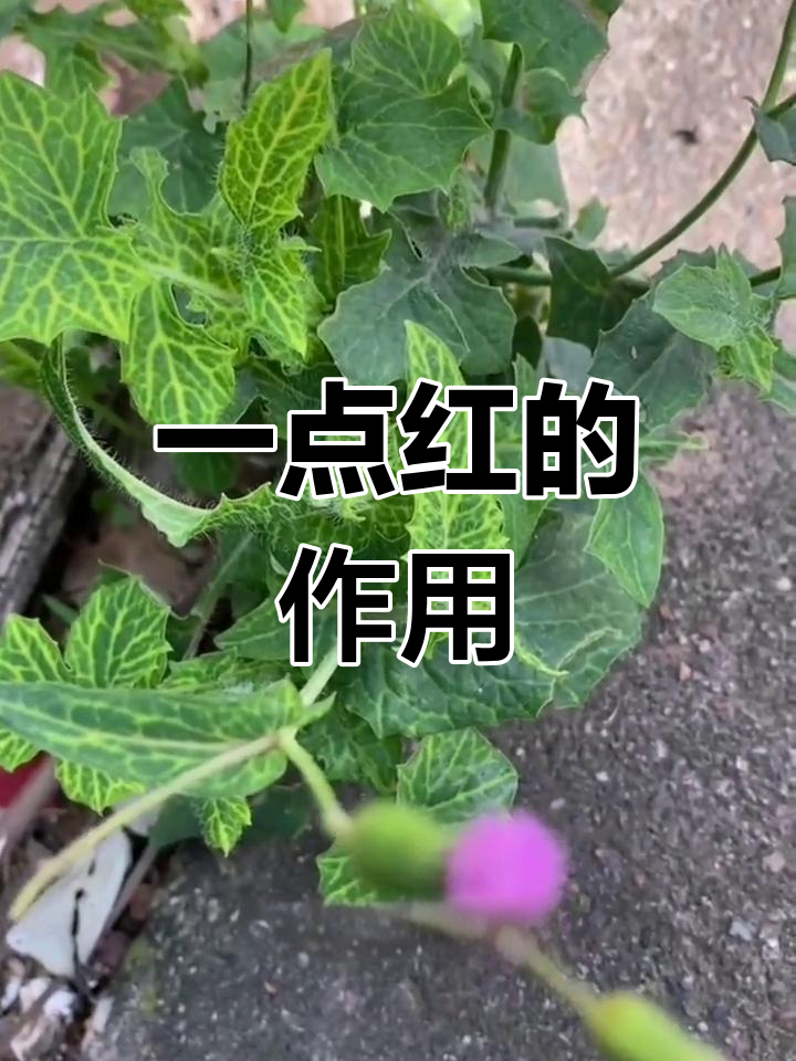 一点红的药用价值与功效