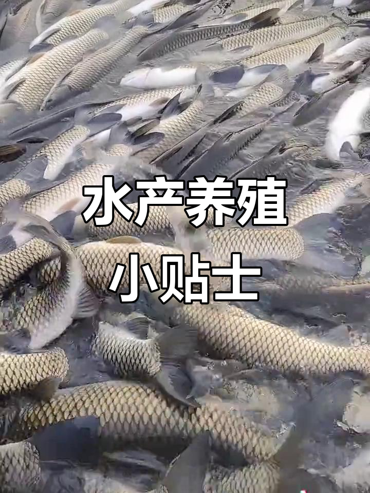 草鱼、青鱼和鲫鱼的养殖技巧,水产人必看