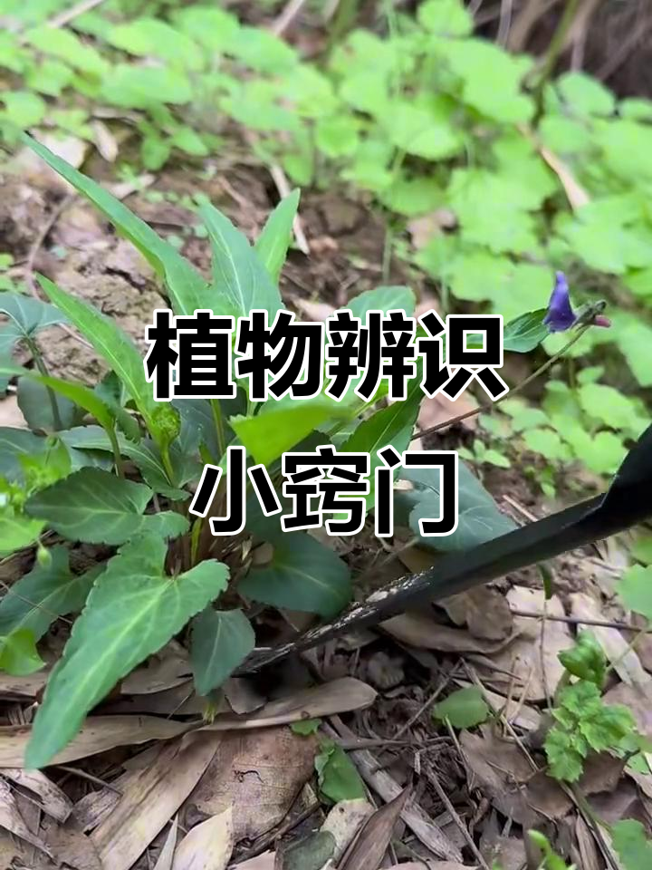 别再搞错！三角形叶子的是早开堇菜，不是紫花地丁
