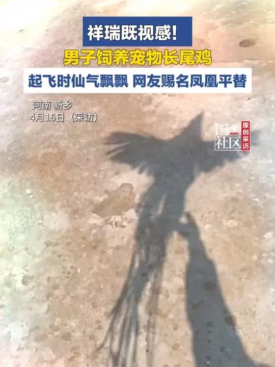 祥瑞既视感!男子养的宠物长尾鸡,起飞时仙气飘飘,网友赐名凤凰平替(编辑:小蕊)#原创采访 