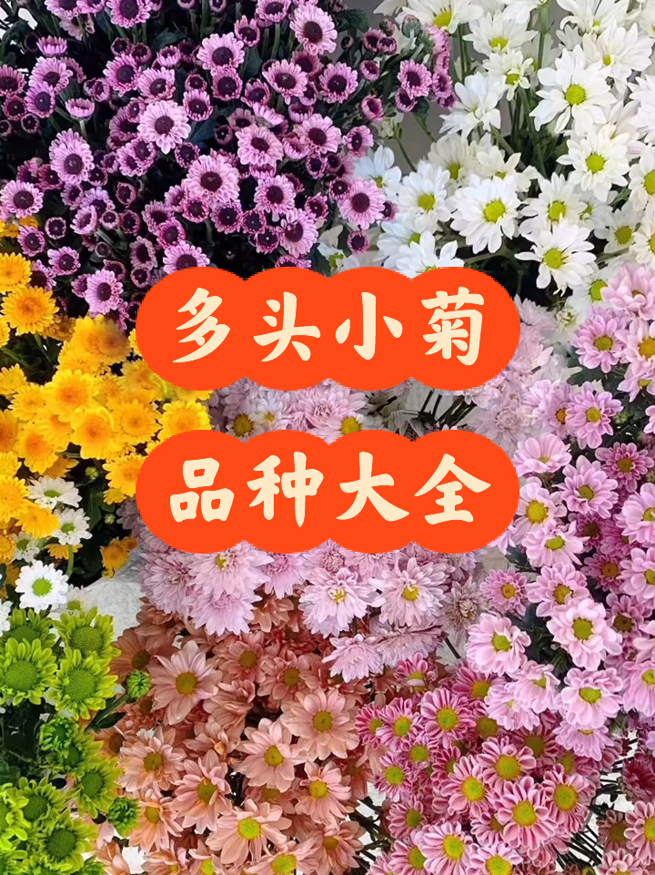 多头小菊|品种大全图鉴
