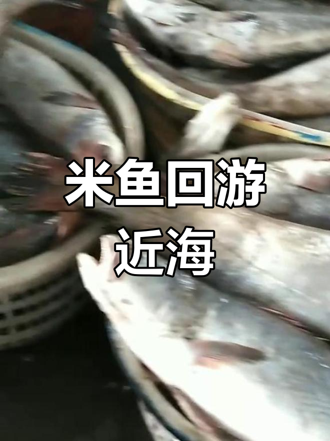 外海米鱼回游近岸,钓鱼爱好者备齐装备