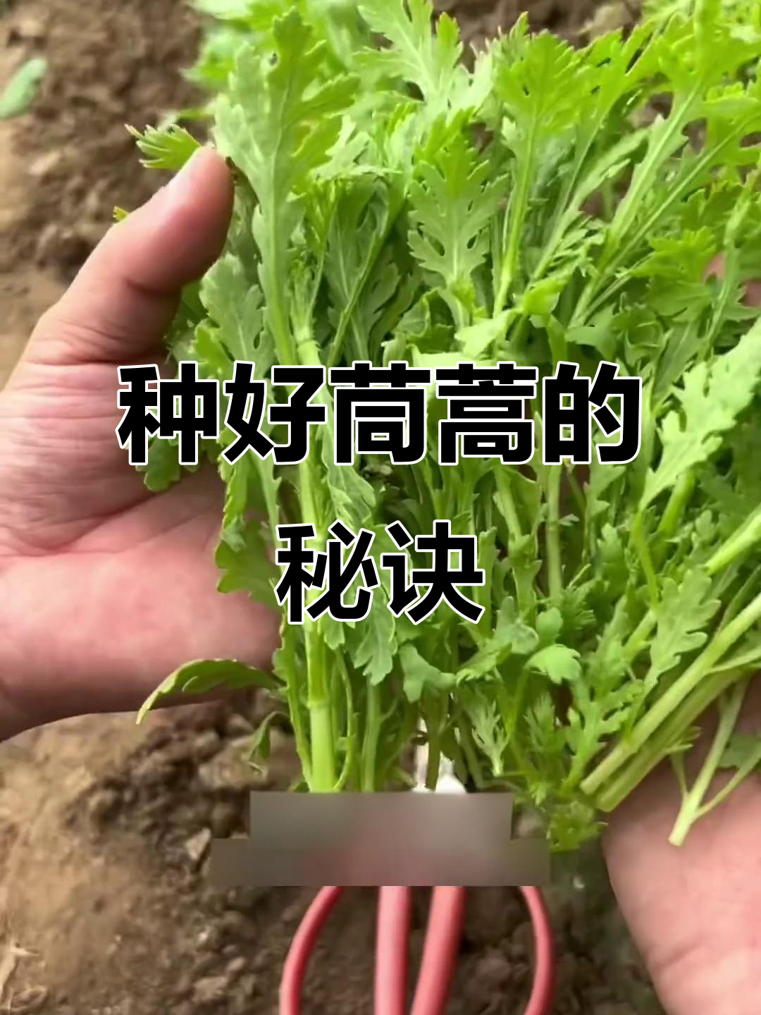 茼蒿种植小技巧,掌握这些让菜更香!