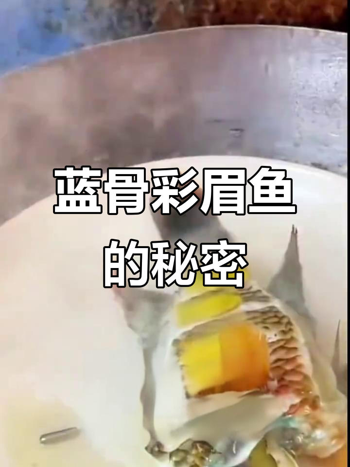 蓝骨彩眉鱼:独特蓝色骨头,鲜美嫩滑的鱼肉