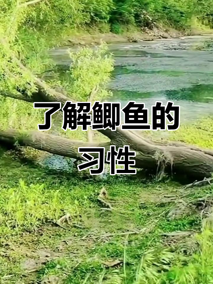 鲫鱼钓法全解析:耐寒、杂食,春秋最易上钩