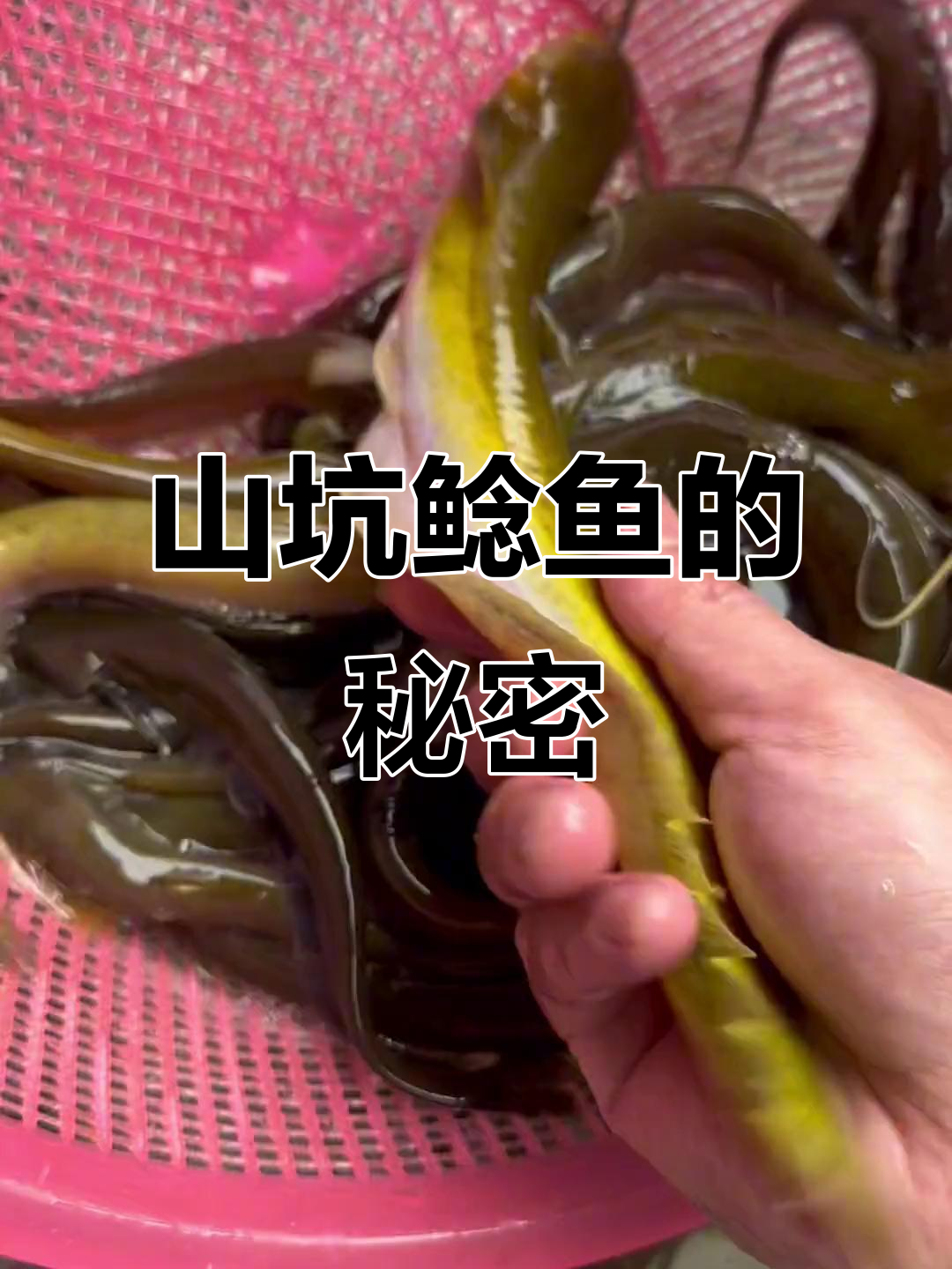 探秘山坑鲶鱼,美味与野性的完美结合