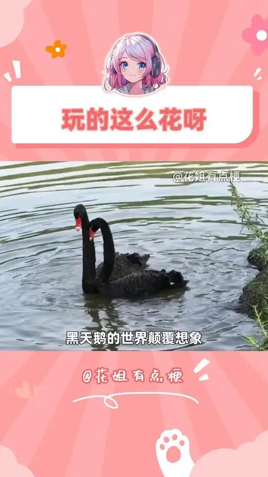 黑天鹅的爱情比晋江小说还离谱