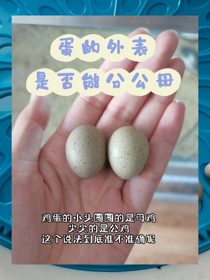 看鸡蛋分公母是否准确—测试篇