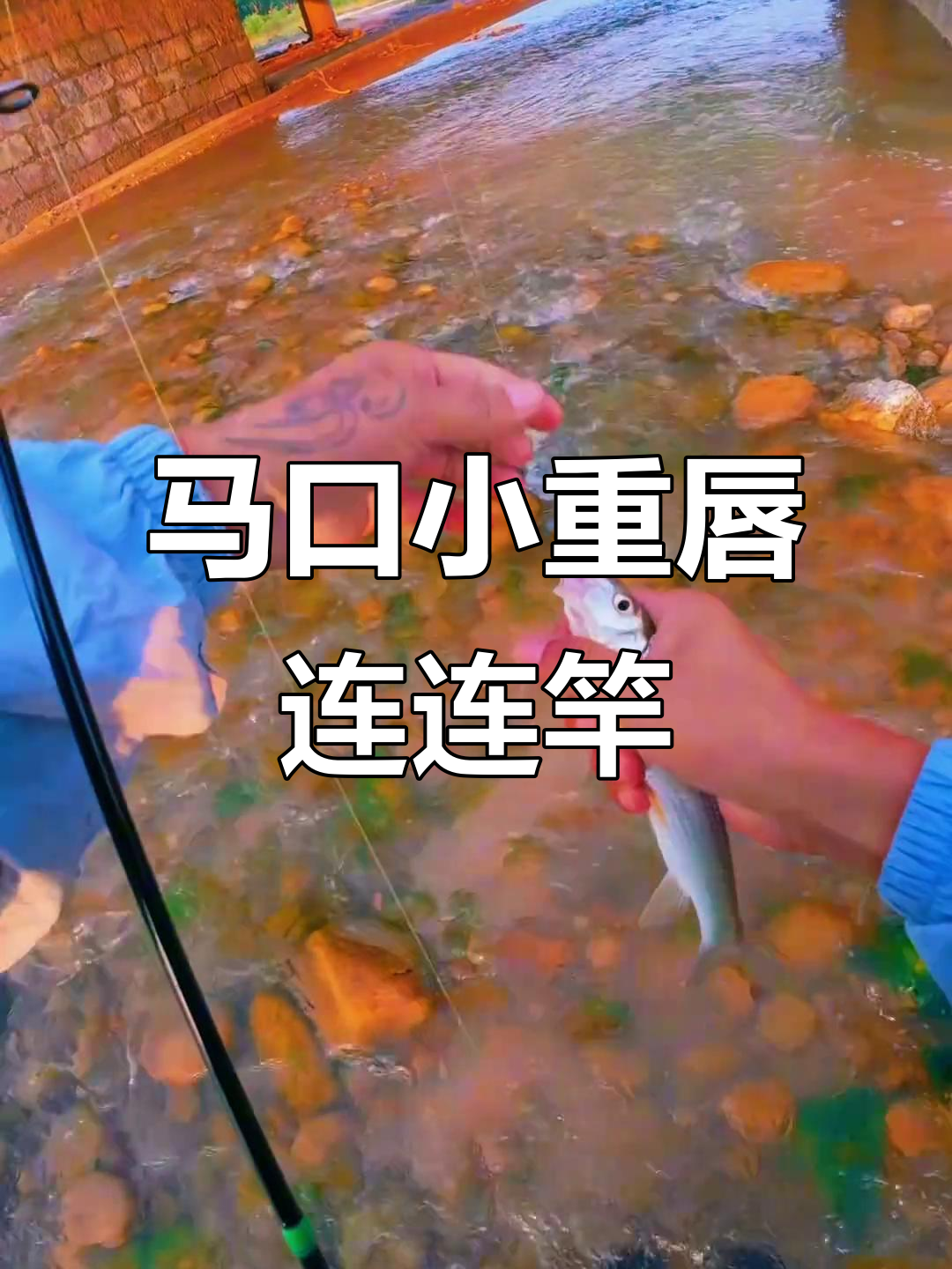 小马口和小重唇鱼疯狂连竿,钓到不想再钓了