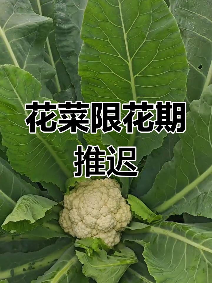 今年花菜上市晚,品种表现如何?松花六莲稳定开花