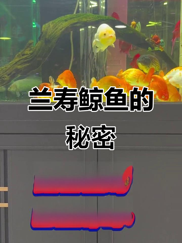 兰寿鲸鱼揭秘:独特肉六与颜色特点大解析