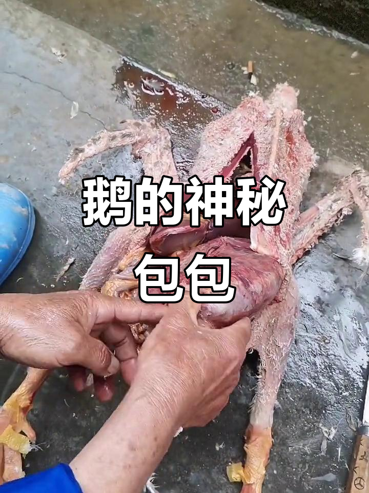 鹅肚子里藏了个大包,竟然是这样!