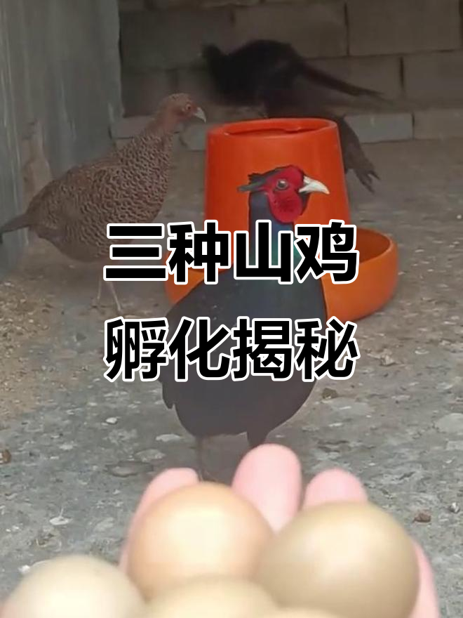 七彩山鸡、绿稚山鸡与珍珠鸡孵化全过程,野鸡蛋孵化的乐趣